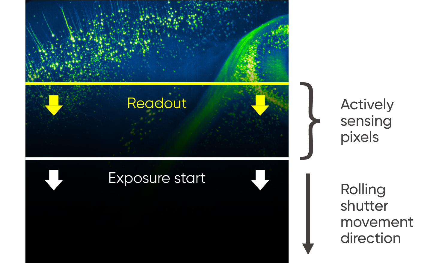 The Dhyana 400BSI V3 uses our newly developed technology, Rolling Shutter Control Mode, which allows users to add defined line time delays or slit heights to synchronize scanning modes in applications such as Light-Sheet Microscopy. 